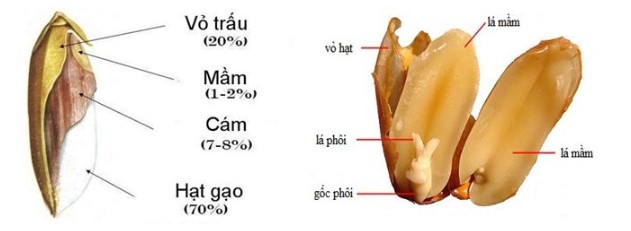 Các loại hạt trong sinh sản hữu tính