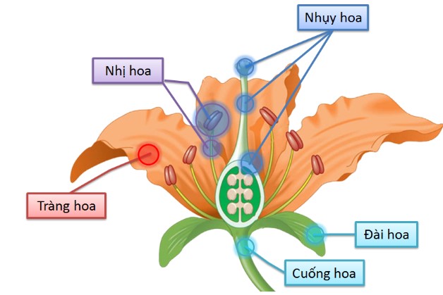 Cấu tạo của hoa