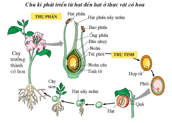 Sinh sản hữu tính ở thực vật là gì?