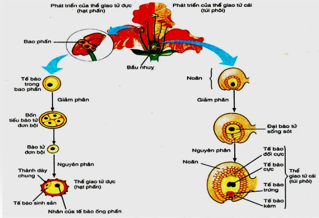 Quá trình hình thành phấn và túi phôi