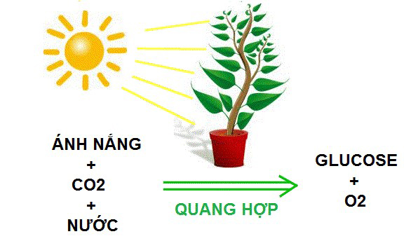 Sơ đồ quang hợp ở thực vật