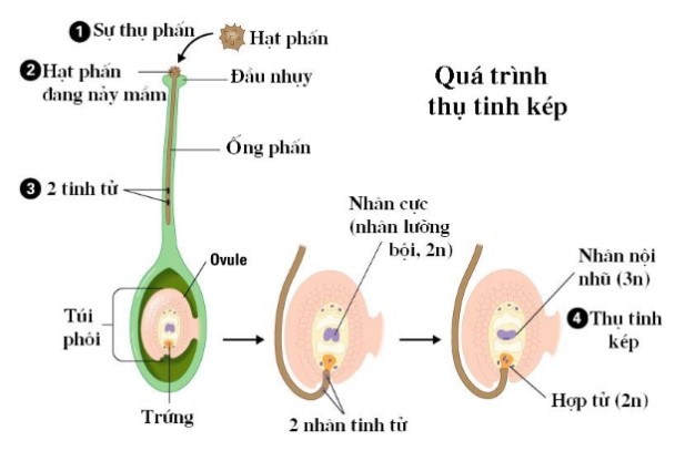 Quá trình thụ tinh kép