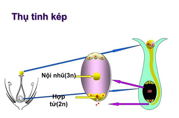 Thụ tinh kép ở thực vật