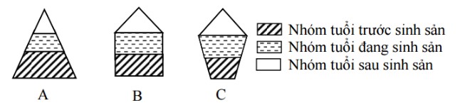 Tháp tuổi của quần thể sinh vật