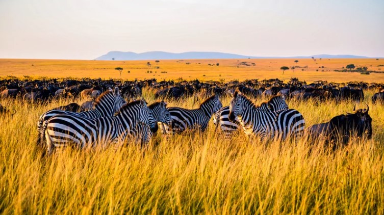 Quần thể ngựa vằn