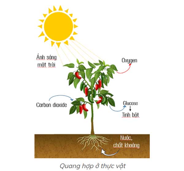 Quang hợp ở thực vật là một quá trình chuyển hóa năng lượng
