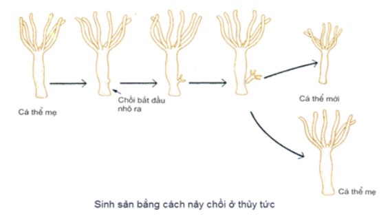 SInh sản vô tính bằng hình thức nảy chồi ở thủy tức