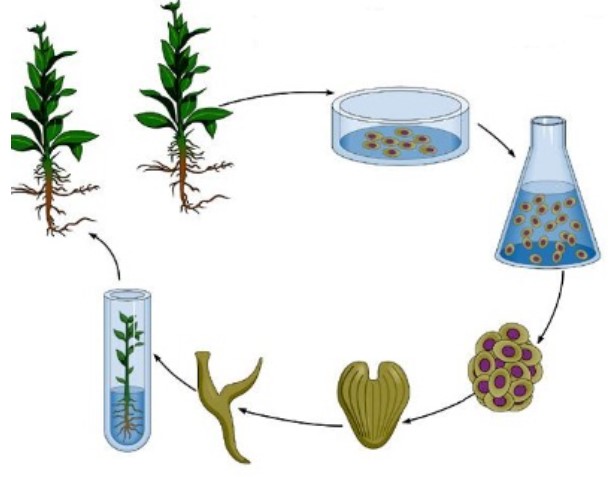 Sinh sản vô tính bằng hình thức nuôi cấy mô ở thực vật