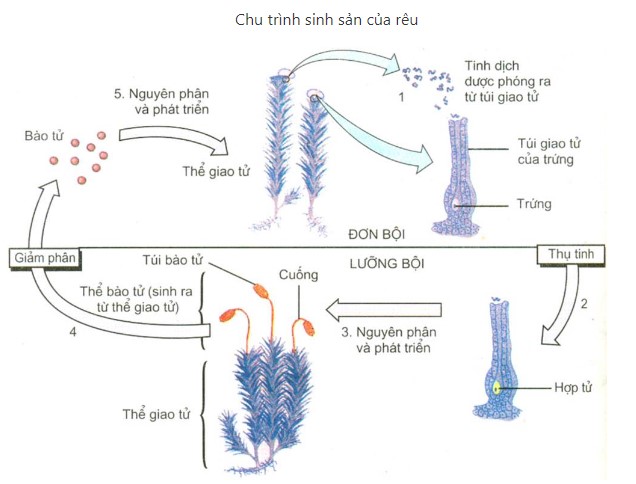 Sinh sản vô tính bằng bào tử ở rêu