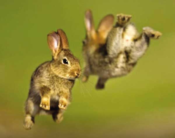 Chuyển động của một con thỏ khi nhảy là chuyển động cơ học.