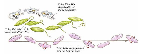 Cách di chuyển của trùng roi