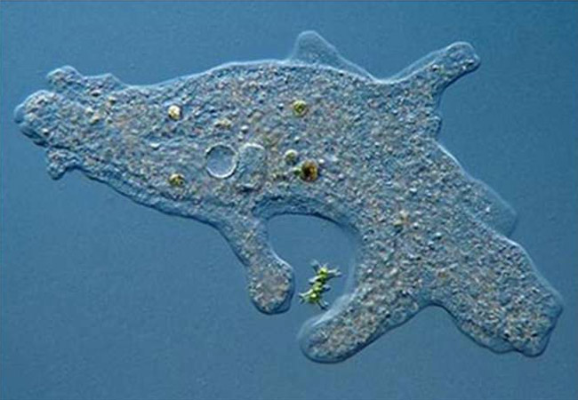 Trùng biến hình là cơ thể đơn bào