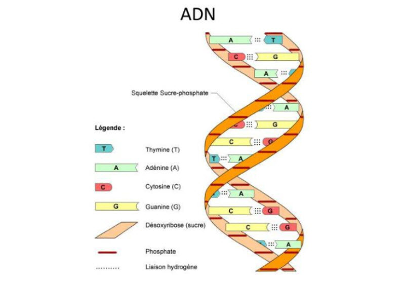 Vì sao ADN có tính đa dạng và đặc thù