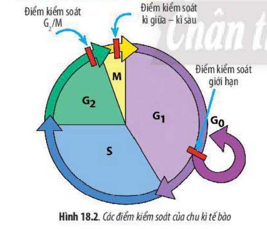 Các điểm kiểm soát của chu kì tế bào