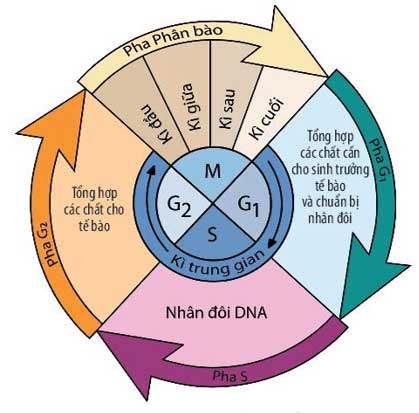 Sơ đồ các giai đoạn của chu kì tế bào
