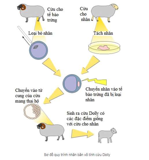 Quy trình nhân bản vô tính cừu Dolly