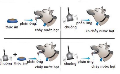 Thí nghiệm vừa đánh chuông vừa cho chó ăn của Paplop