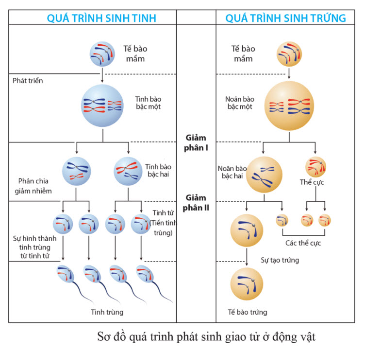 Trình bày quá trình phát sinh giao tử ở động vật