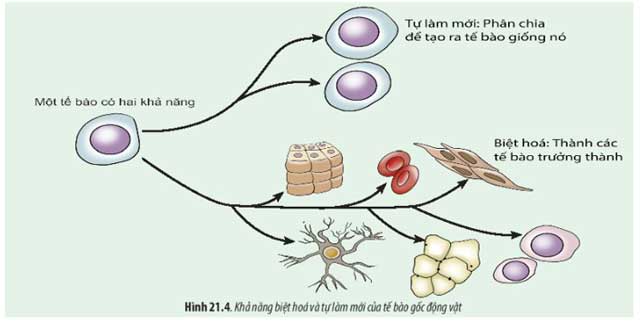 Khả năng biệt hóa và tự làm mới của tế bào gốc động vật
