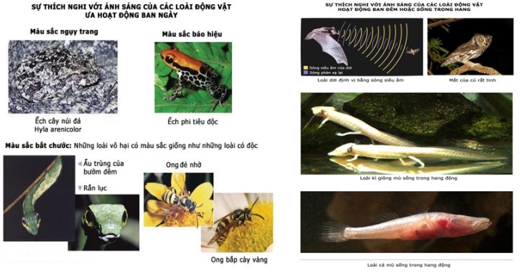 Sự thích nghi với ánh sáng của động vật