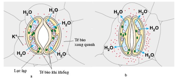 Thoát hơi nước qua khí khổng