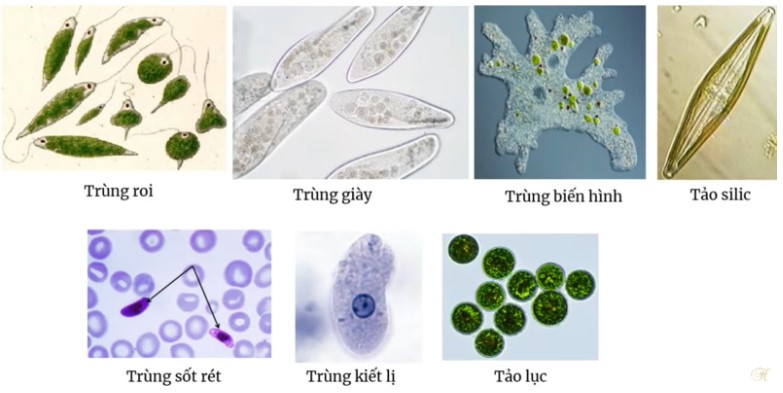 Động vật nguyên sinh