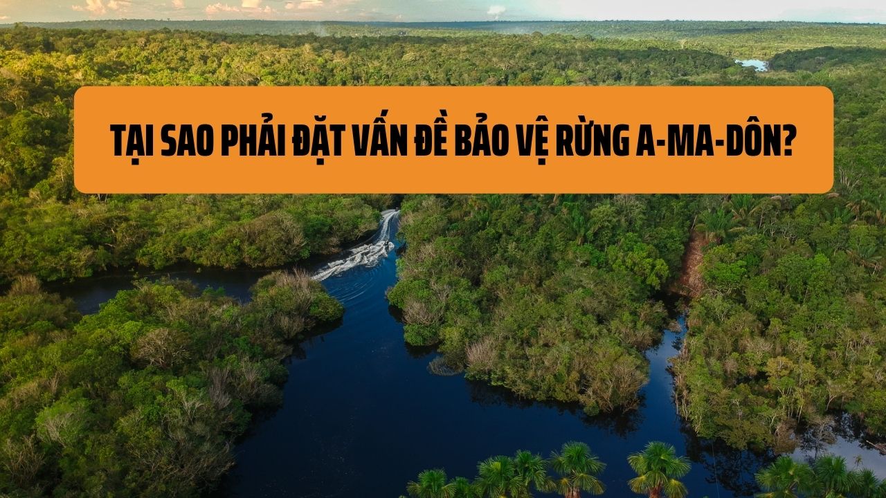 Tại sao phải đặt vấn đề bảo vệ rừng A-ma-dôn?