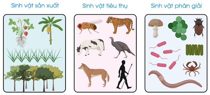 Nhân tố sinh thái hữu sinh