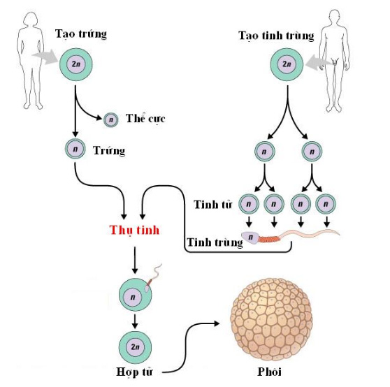 Sơ đồ quá trình thụ tinh ở động vật