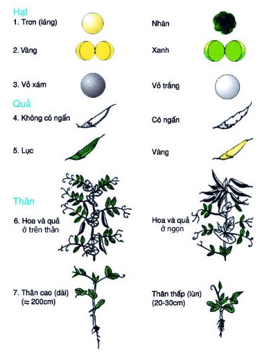 Thí nghiệm về di truyền học của Menden